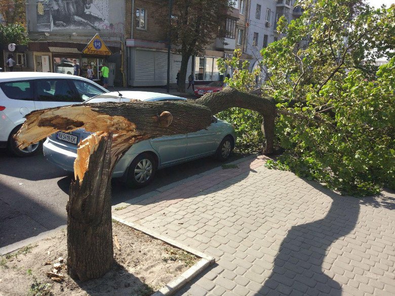 От сегодняшнего ветра в Харькове упало несколько деревьев (фото)