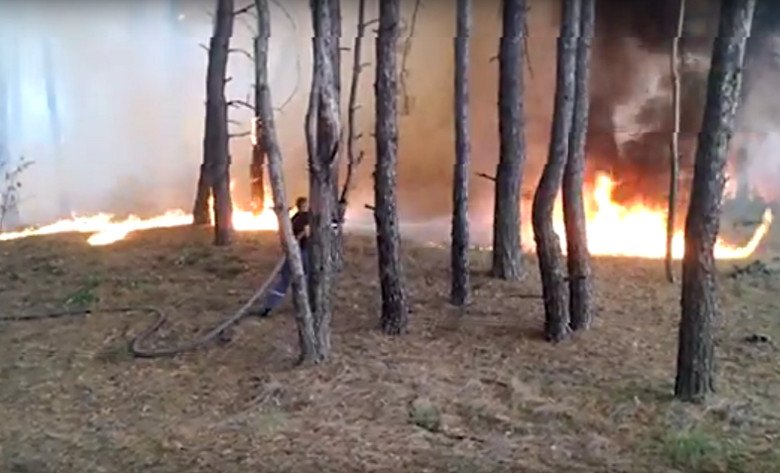 ГСЧС опубликовала видео с места тушения лесного пожара