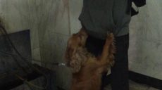 На Южном вокзале служебная собака нашла наркотики у двух мужчин (фото)