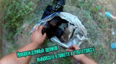 В Харькове новорожденных щенков выбросили в теплотрассу (видео)