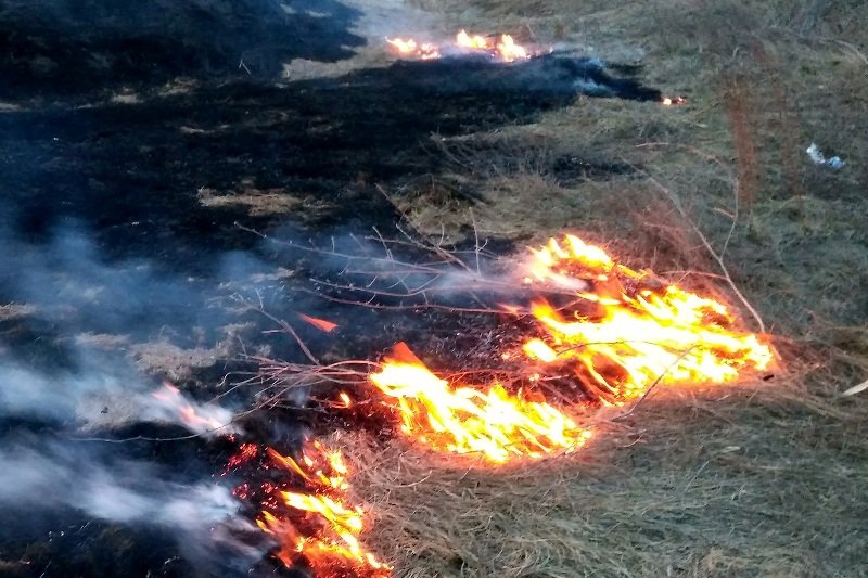 Площадь лесного пожара на Харьковщине сократилась до 10 га