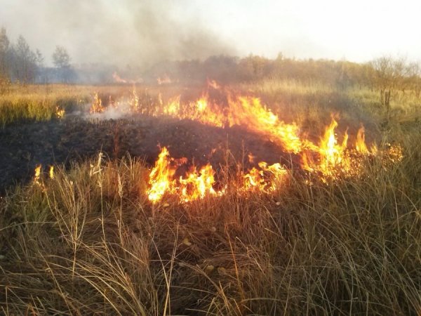 За сутки на Харьковщине из-за горения сухостоя произошло 11 пожаров
