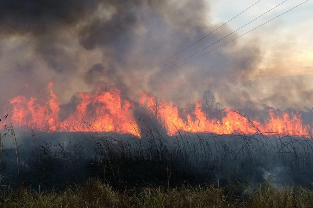 Жара не прошла даром: по всей области были пожары в экосистемах