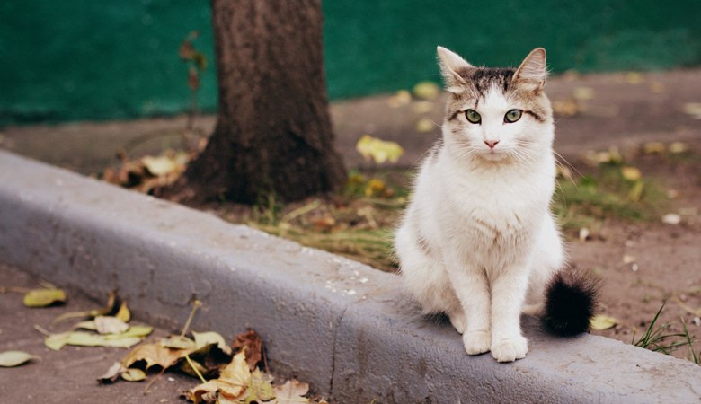 Харківський окружний адміністративний суд скасував рішення мерії щодо відлову безпритульних котів (відео)