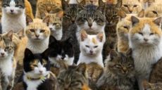 Котам в Харькове предлагают разрешить свободно жить там, где им нравится