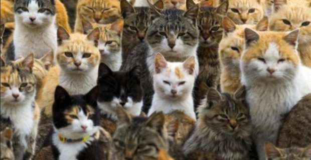 Котам в Харькове предлагают разрешить свободно жить там, где им нравится