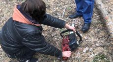На Харьковщине поймали незаконного лесоруба