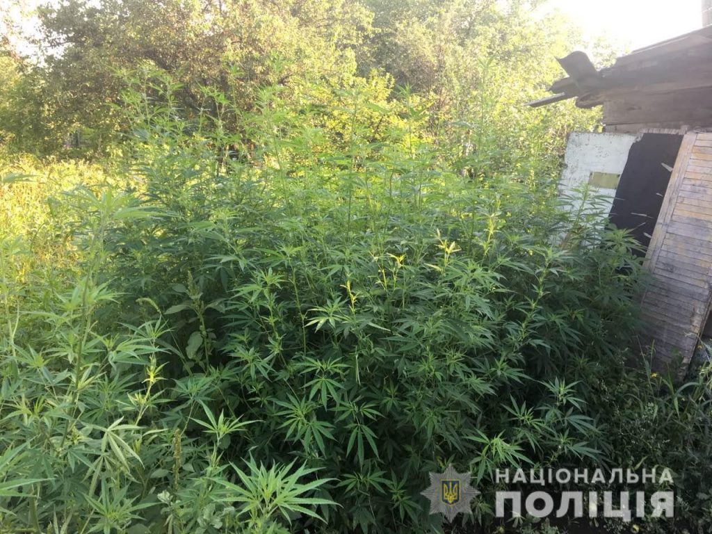 Под Харьковом у мужчины нашли больше 700 кустов конопли (фото)