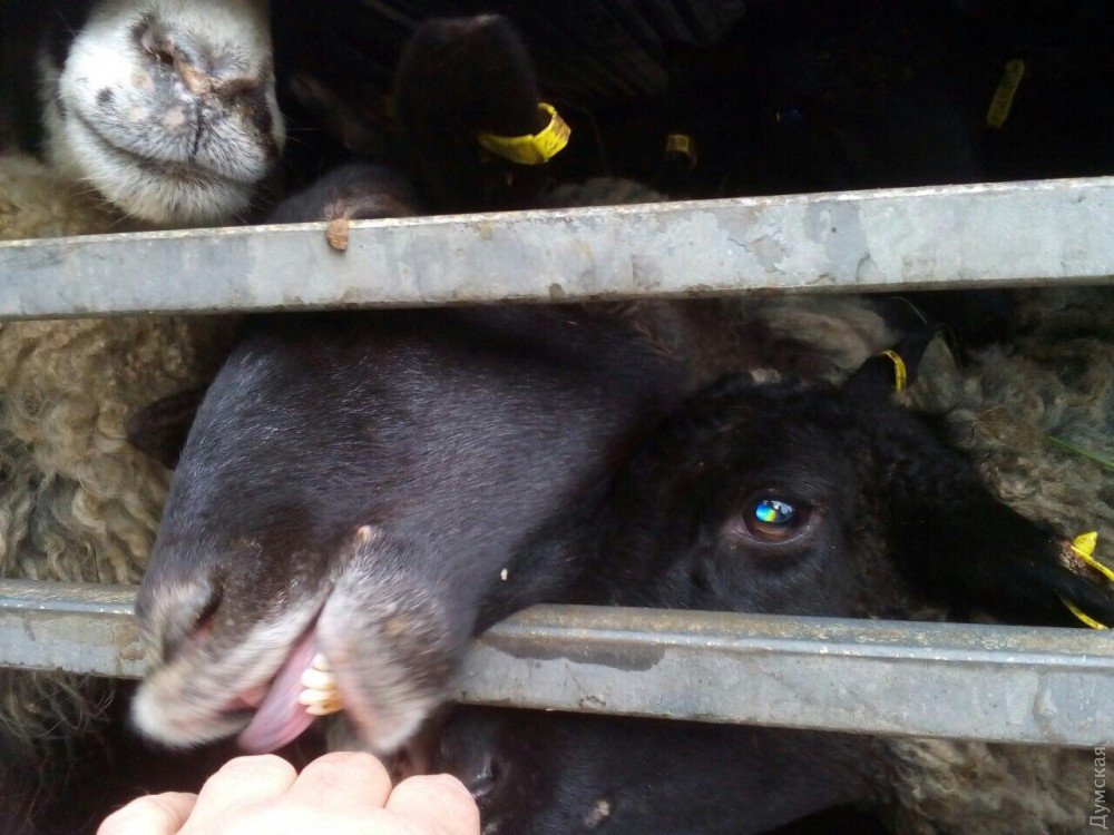 Держали взаперти и морили голодом: в Одесской области погибло несколько десятков овец