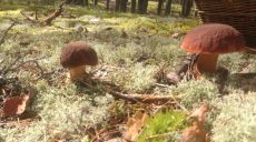 В лесу разыскали грибника из Харькова