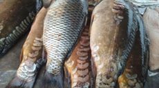 Инспекторы Рыбнадзора проверяют рынки Харьковщины