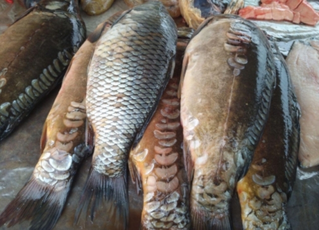 Вступил в силу запрет вылова рыбы на зимовальных ямах