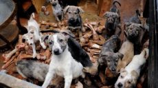 На Харьковщине дачница завела на участке больше тридцати собак