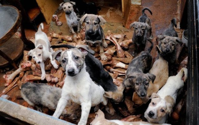 На Харьковщине дачница завела на участке больше тридцати собак