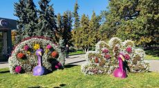 Павлины в центре Харькова. Группа студентов создала цветочную композицию