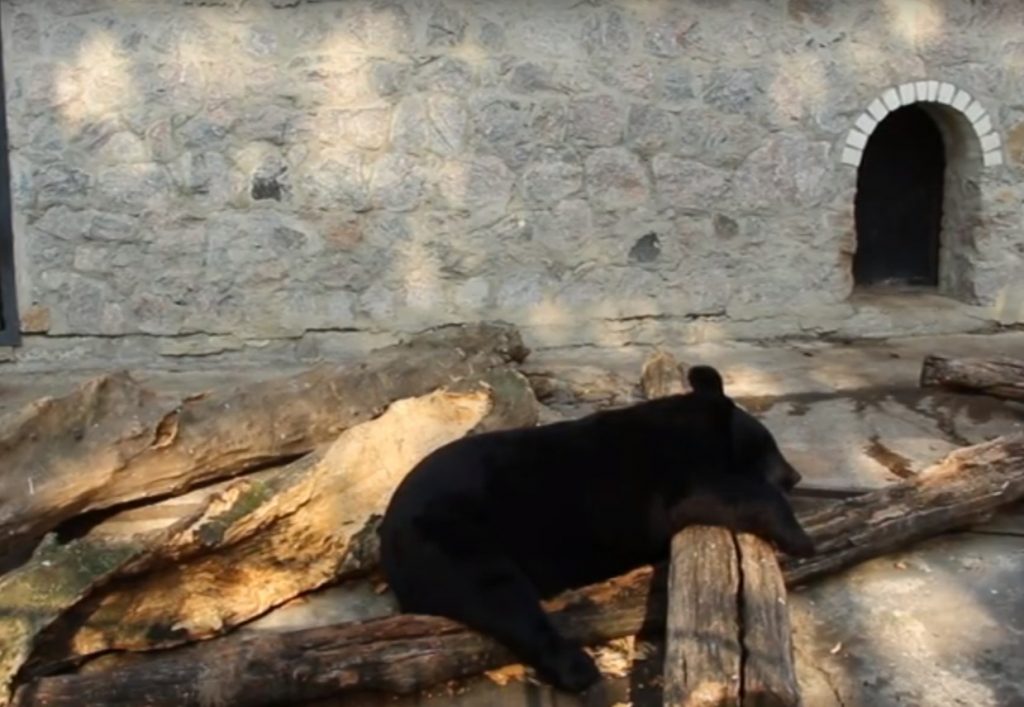 У Харківському зоопарку ведмеді готуються до сплячки (відео)