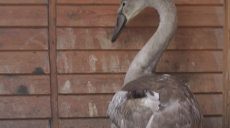 На Харківщині врятували від загибелі благородного птаха (відео)