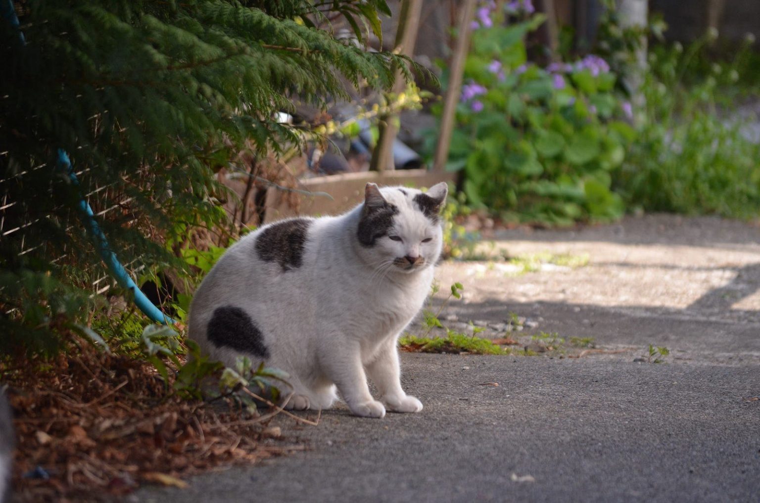 У Харкові зареєстровано  вісімнадцять кримінальних справ за жорстоке поводження з тваринами (відео)