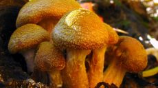 Самый большой гриб в мире обитает в Америке