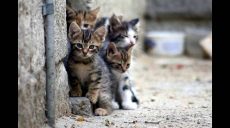 У Харкові стане більше безпритульних котів (відео)