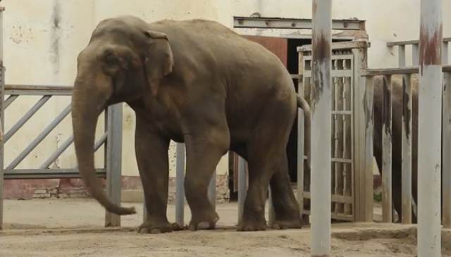 В Харькове — праздник у слона, рождение которого контролировали сами слоны (видео)