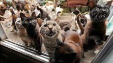 Мучителя кота по кличке «Кис-Кис» посадят на шесть лет