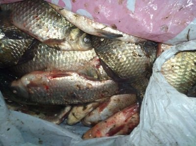 В Харьковской области рыбный патруль изъял более 100 килограммов рыбы (фото)