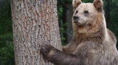 На Харківщині ведмідь напав на жінку (відео)