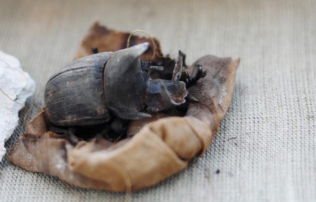 В Египте раскопали мумии жуков-скарабеев
