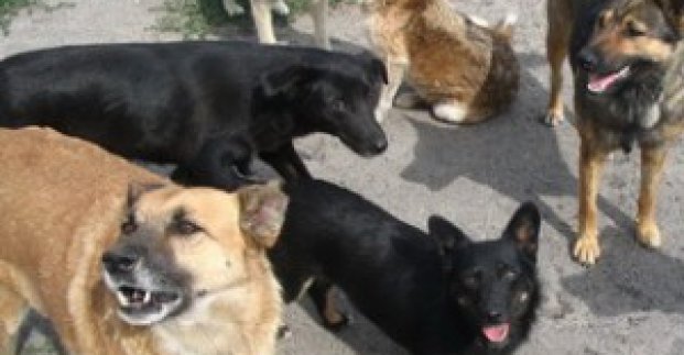 В Харькове выдали больше 300 предписаний по нарушению правил содержания животных