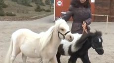 У Харкові оселились американські поні (відео)