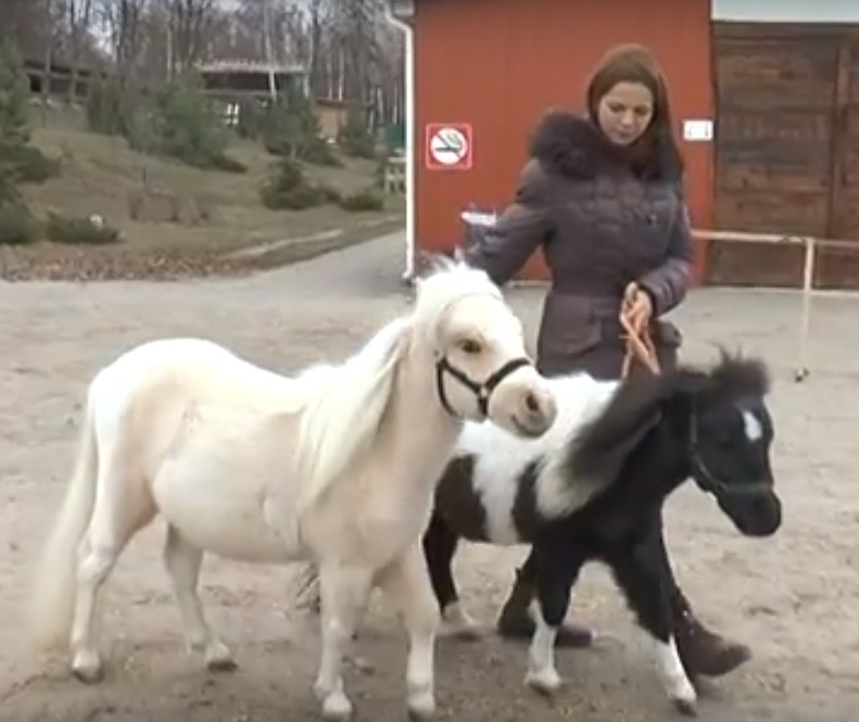 У Харкові оселились американські поні (відео)