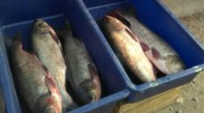 На Харьковщине продолжают проверять граждан, которые продают рыбу