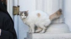 За встречей Порошенко и Варфоломея наблюдала кошка (фото)