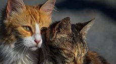 С улиц Харькова продолжат отлавливать бездомных кошек