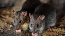 Крысы атакуют планету — ученые
