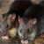 Крысы атакуют планету – ученые