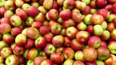 У Харкові подешевшали яблука (відео)