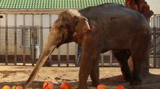 Харківський слон святкує день народження (відео)