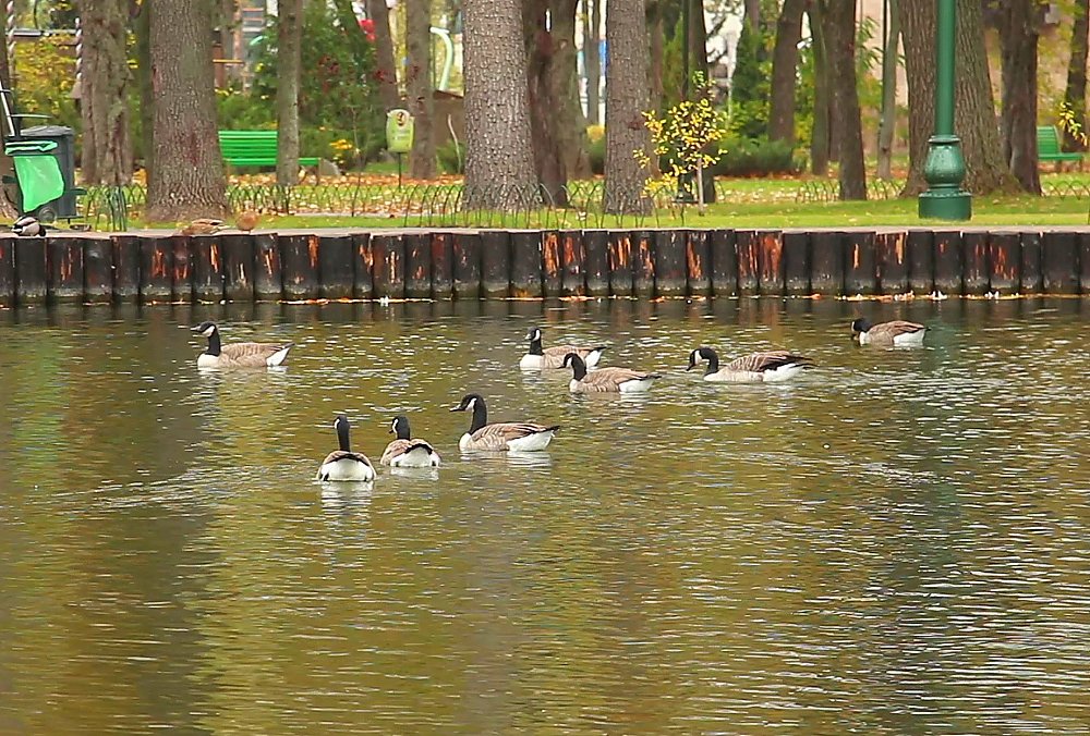 Птахи повернулись до Харківського зоопарку (відео)