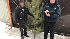 Продажа елок на Харьковщине: полицейские проверяют торговые точки