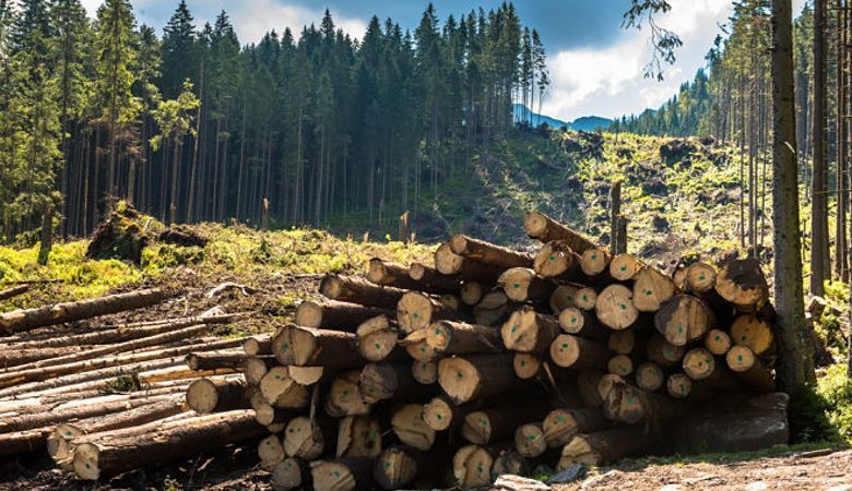 На Харьковщине уменьшились незаконные вырубки леса