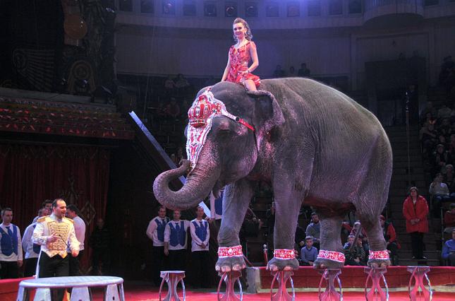 Кабмин поддержал запрет использования диких животных в цирках