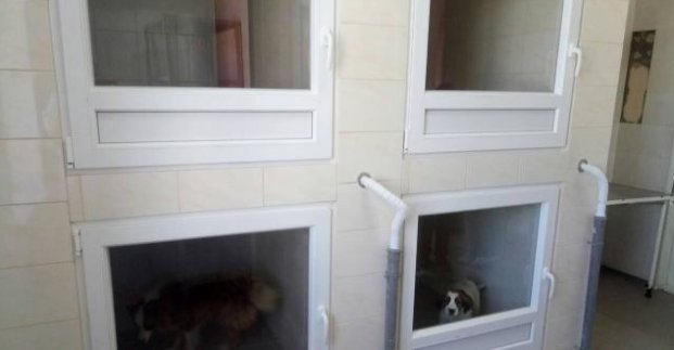 В Харькове приютских собак поместили в теплые боксы (фото)