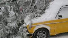 Под Харьковом на машину упало дерево (фото)