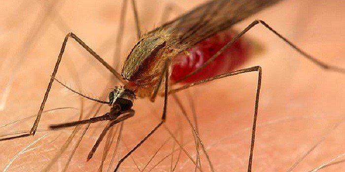 В Харькове — новый случай малярии