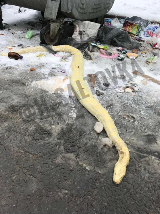 На ул. Елизарова на мусорке нашли мертвого питона