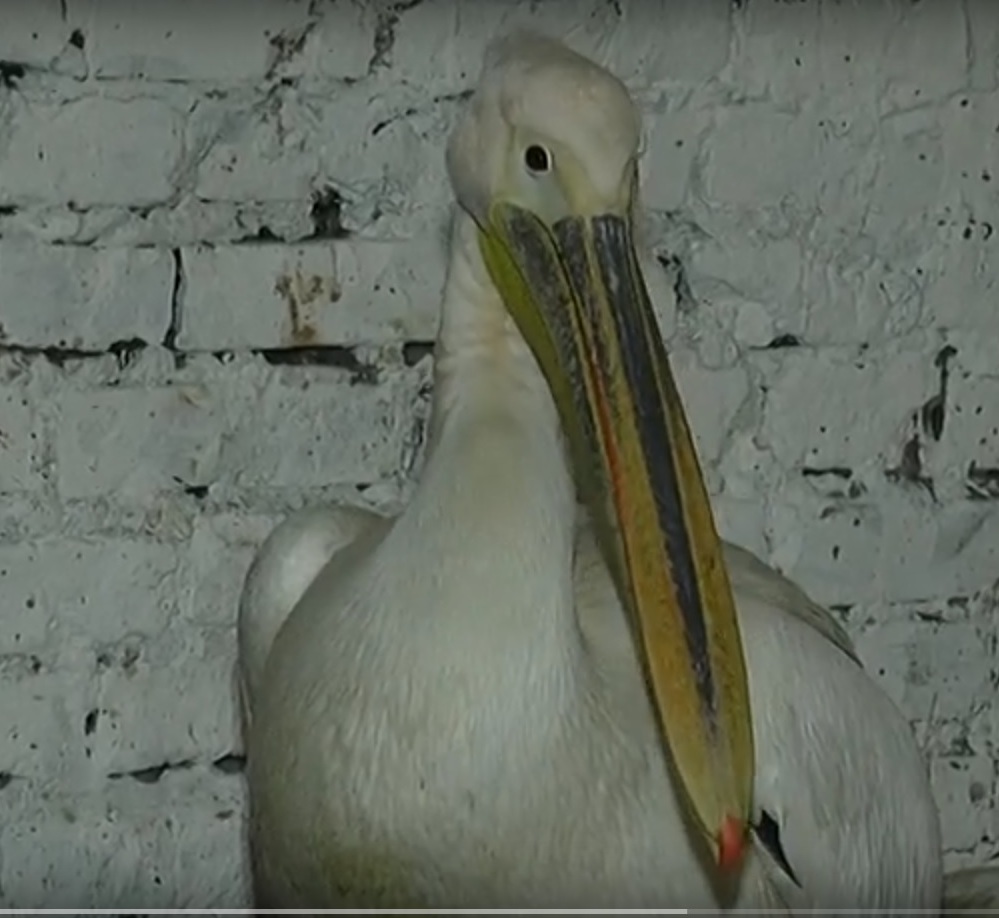 У Харкові врятували пелікана, який тиждень літав містом (відео)