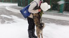В Харькове более 500 бездомных животных нашли новых хозяев