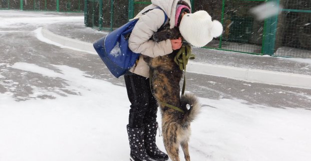 В Харькове более 500 бездомных животных нашли новых хозяев